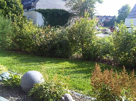 Unsere Hecke nach einem guten Jahr Unsere Hecke nach einem guten Jahr